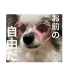 ビビと武内と愉快な仲間たち★（個別スタンプ：6）