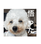 ビビと武内と愉快な仲間たち★（個別スタンプ：12）