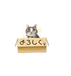 犬⭐︎猫⭐︎ウサギ かわいい〜〜stamp（個別スタンプ：10）