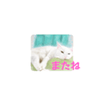 犬⭐︎猫⭐︎ウサギ かわいい〜〜stamp（個別スタンプ：32）