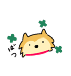 柴犬ムクちゃんスタンプ（個別スタンプ：5）