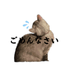 ギンちゃん第2弾（個別スタンプ：3）