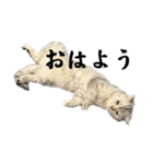 ギンちゃん第2弾（個別スタンプ：9）