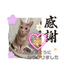 こんにゃく③（個別スタンプ：1）