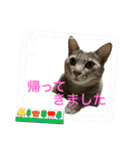 こんにゃく③（個別スタンプ：3）