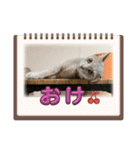 こんにゃく③（個別スタンプ：4）
