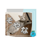 こんにゃく③（個別スタンプ：7）