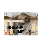 こんにゃく③（個別スタンプ：12）