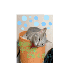 こんにゃく③（個別スタンプ：13）
