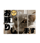 こんにゃく③（個別スタンプ：14）