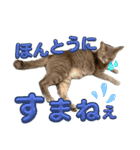 こんにゃく③（個別スタンプ：16）