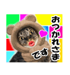 ★リアルキジトラ★笑える猫写真9(修正版)（個別スタンプ：1）