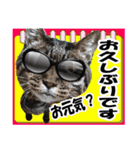 ★リアルキジトラ★笑える猫写真9(修正版)（個別スタンプ：3）