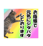 ★リアルキジトラ★笑える猫写真9(修正版)（個別スタンプ：4）