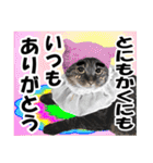 ★リアルキジトラ★笑える猫写真9(修正版)（個別スタンプ：6）