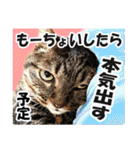 ★リアルキジトラ★笑える猫写真9(修正版)（個別スタンプ：7）