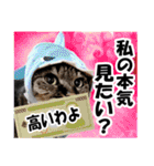 ★リアルキジトラ★笑える猫写真9(修正版)（個別スタンプ：8）