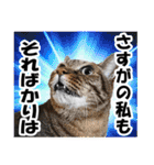 ★リアルキジトラ★笑える猫写真9(修正版)（個別スタンプ：9）