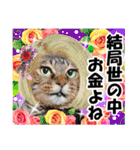 ★リアルキジトラ★笑える猫写真9(修正版)（個別スタンプ：10）