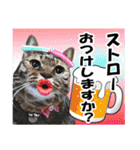 ★リアルキジトラ★笑える猫写真9(修正版)（個別スタンプ：11）