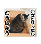 ★リアルキジトラ★笑える猫写真9(修正版)（個別スタンプ：12）