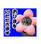 ★リアルキジトラ★笑える猫写真9(修正版)（個別スタンプ：14）