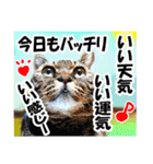 ★リアルキジトラ★笑える猫写真9(修正版)（個別スタンプ：16）