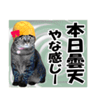 ★リアルキジトラ★笑える猫写真9(修正版)（個別スタンプ：17）