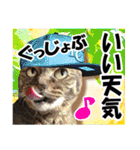 ★リアルキジトラ★笑える猫写真9(修正版)（個別スタンプ：18）