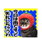 ★リアルキジトラ★笑える猫写真9(修正版)（個別スタンプ：19）