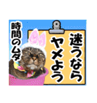 ★リアルキジトラ★笑える猫写真9(修正版)（個別スタンプ：20）