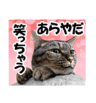 ★リアルキジトラ★笑える猫写真9(修正版)（個別スタンプ：22）