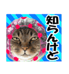 ★リアルキジトラ★笑える猫写真9(修正版)（個別スタンプ：23）