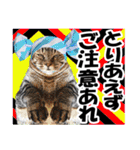 ★リアルキジトラ★笑える猫写真9(修正版)（個別スタンプ：24）