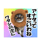 ★リアルキジトラ★笑える猫写真9(修正版)（個別スタンプ：26）