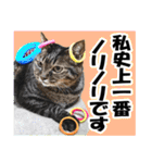 ★リアルキジトラ★笑える猫写真9(修正版)（個別スタンプ：27）