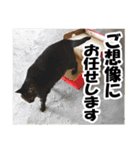 ★リアルキジトラ★笑える猫写真9(修正版)（個別スタンプ：28）