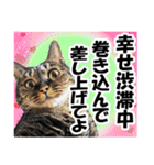 ★リアルキジトラ★笑える猫写真9(修正版)（個別スタンプ：30）