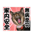 ★リアルキジトラ★笑える猫写真9(修正版)（個別スタンプ：32）