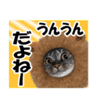 ★リアルキジトラ★笑える猫写真9(修正版)（個別スタンプ：33）