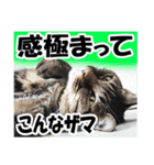 ★リアルキジトラ★笑える猫写真9(修正版)（個別スタンプ：34）