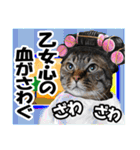 ★リアルキジトラ★笑える猫写真9(修正版)（個別スタンプ：35）