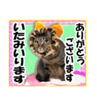 ★リアルキジトラ★笑える猫写真9(修正版)（個別スタンプ：36）