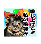 ★リアルキジトラ★笑える猫写真9(修正版)（個別スタンプ：37）