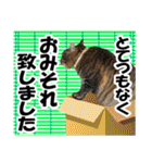 ★リアルキジトラ★笑える猫写真9(修正版)（個別スタンプ：38）