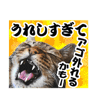 ★リアルキジトラ★笑える猫写真9(修正版)（個別スタンプ：39）