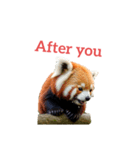 レッサーパンダ red panda2（個別スタンプ：1）