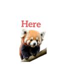 レッサーパンダ red panda2（個別スタンプ：8）