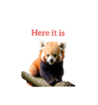 レッサーパンダ red panda2（個別スタンプ：9）