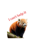 レッサーパンダ red panda2（個別スタンプ：11）